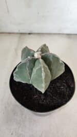 ASTROPHYTUM MYRIOSTIGMA  Nº 917 – vaso 15 - Imagem 12