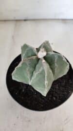 ASTROPHYTUM MYRIOSTIGMA  Nº 917 – vaso 15 - Imagem 11