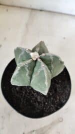 ASTROPHYTUM MYRIOSTIGMA  Nº 917 – vaso 15 - Imagem 9