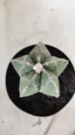 ASTROPHYTUM MYRIOSTIGMA  Nº 917 – vaso 15 - Imagem 7