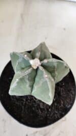 ASTROPHYTUM MYRIOSTIGMA  Nº 917 – vaso 15 - Imagem 8