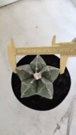 ASTROPHYTUM MYRIOSTIGMA  Nº 917 – vaso 15 - Imagem 5