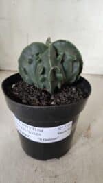 ASTROPHYTUM MYRIOSTIGMA cv FUKURYU Nudum "4 Quinas"   Nº 578 – vaso 15 - Imagem 2