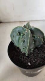 ASTROPHYTUM MYRIOSTIGMA cv FUKURYU Nudum "4 Quinas"   Nº 578 – vaso 15 - Imagem 8