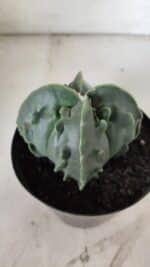 ASTROPHYTUM MYRIOSTIGMA cv FUKURYU Nudum "4 Quinas"   Nº 578 – vaso 15 - Imagem 7