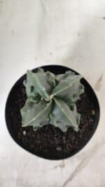 ASTROPHYTUM MYRIOSTIGMA cv FUKURYU Nudum "4 Quinas"   Nº 578 – vaso 15 - Imagem 3