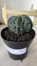 ASTROPHYTUM MYRIOSTIGMA cv FUKURYU Nudum "4 Quinas"   Nº 578 – vaso 15 - Imagem 4