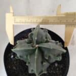 ASTROPHYTUM MYRIOSTIGMA cv FUKURYU Nudum "4 Quinas"   Nº 578 – vaso 15