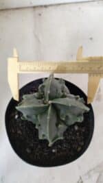 ASTROPHYTUM MYRIOSTIGMA cv FUKURYU Nudum "4 Quinas"   Nº 578 – vaso 15