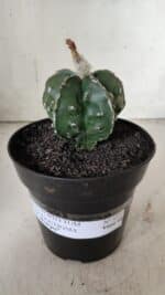 ASTROPHYTUM MYRIOSTIGMA cv FUKURYU Nudum  Nº 577 – vaso 15 - Imagem 2