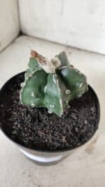 ASTROPHYTUM MYRIOSTIGMA cv FUKURYU Nudum  Nº 577 – vaso 15 - Imagem 9