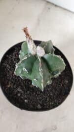 ASTROPHYTUM MYRIOSTIGMA cv FUKURYU Nudum  Nº 577 – vaso 15 - Imagem 8