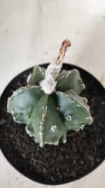 ASTROPHYTUM MYRIOSTIGMA cv FUKURYU Nudum  Nº 577 – vaso 15 - Imagem 7