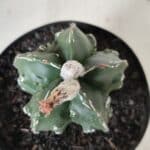 ASTROPHYTUM MYRIOSTIGMA cv FUKURYU Nudum  Nº 577 – vaso 15