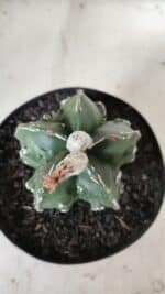 ASTROPHYTUM MYRIOSTIGMA cv FUKURYU Nudum  Nº 577 – vaso 15