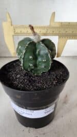 ASTROPHYTUM MYRIOSTIGMA cv FUKURYU Nudum  Nº 577 – vaso 15 - Imagem 3