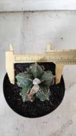 ASTROPHYTUM MYRIOSTIGMA cv FUKURYU Nudum  Nº 577 – vaso 15 - Imagem 5