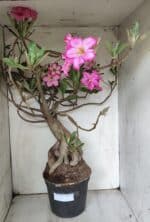 Planta Simples 2853  – 65cm – 06 anos