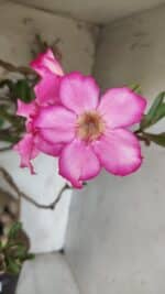 Planta Simples 2853  – 65cm – 06 anos - Imagem 5