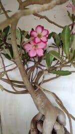 Planta Simples 2853  – 65cm – 06 anos - Imagem 9