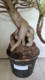 Planta Simples 2853  – 65cm – 06 anos - Imagem 4