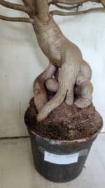 Planta Simples 2853  – 65cm – 06 anos - Imagem 12