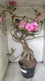 Planta Simples 2853  – 65cm – 06 anos - Imagem 7