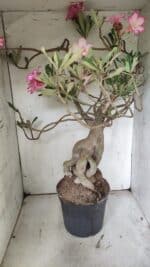 Planta Simples 2853  – 65cm – 06 anos - Imagem 10