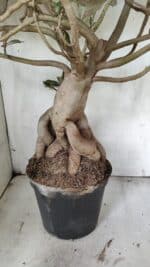 Planta Simples 2853  – 65cm – 06 anos - Imagem 8