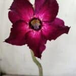 Planta Simples 2854  – 30cm – 02 anos