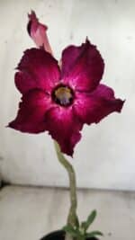 Planta Simples 2854  – 30cm – 02 anos