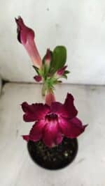 Planta Simples 2854  – 30cm – 02 anos - Imagem 4