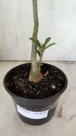 Planta Simples 2854  – 30cm – 02 anos - Imagem 6