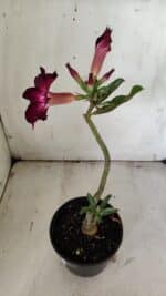 Planta Simples 2854  – 30cm – 02 anos - Imagem 5