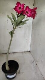 Planta Simples 2855  – 30cm – 02 anos - Imagem 2