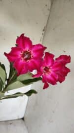 Planta Simples 2855  – 30cm – 02 anos