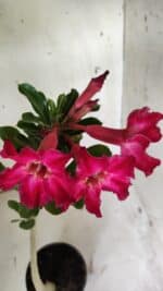 Planta Simples 2855  – 30cm – 02 anos - Imagem 4