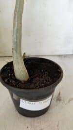 Planta Simples 2855  – 30cm – 02 anos - Imagem 6