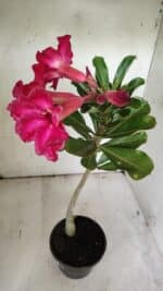 Planta Simples 2855  – 30cm – 02 anos - Imagem 5