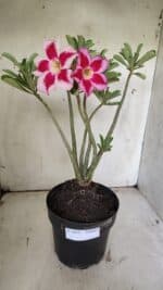 Planta Simples 2856  – 35cm – 03 anos - Imagem 2