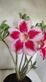 Planta Simples 2856  – 35cm – 03 anos - Imagem 4