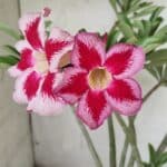 Planta Simples 2856  – 35cm – 03 anos