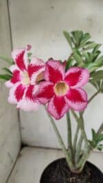 Planta Simples 2856  – 35cm – 03 anos