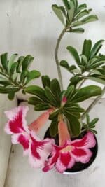 Planta Simples 2856  – 35cm – 03 anos - Imagem 5