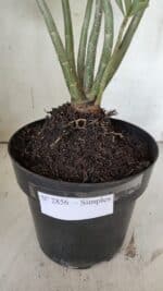 Planta Simples 2856  – 35cm – 03 anos - Imagem 9