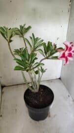 Planta Simples 2856  – 35cm – 03 anos - Imagem 8