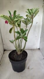 Planta Simples 2856  – 35cm – 03 anos - Imagem 7