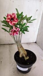 Planta Simples 2857  – 30cm – 03 anos - Imagem 2