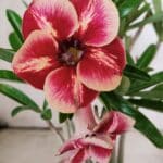 Planta Simples 2857  – 30cm – 03 anos