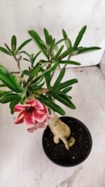 Planta Simples 2857  – 30cm – 03 anos - Imagem 4